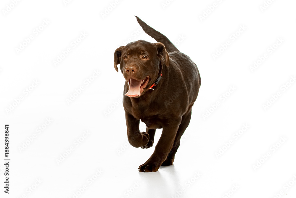 Fototapeta premium Chocolate Labrador Retriever sitting on white background, studio portrait. Friendly purebred dog looking at camera, isolated with copy space.