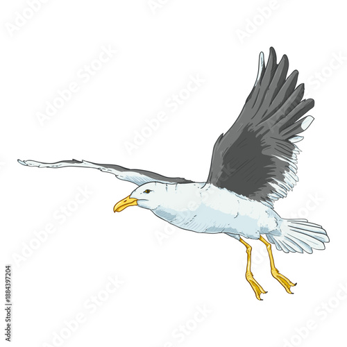 Flying Seagull Cartoon Illustration