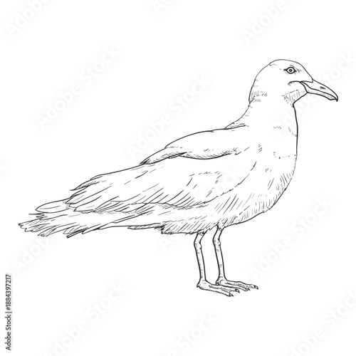 Seagull - Vector Sketch Illustration