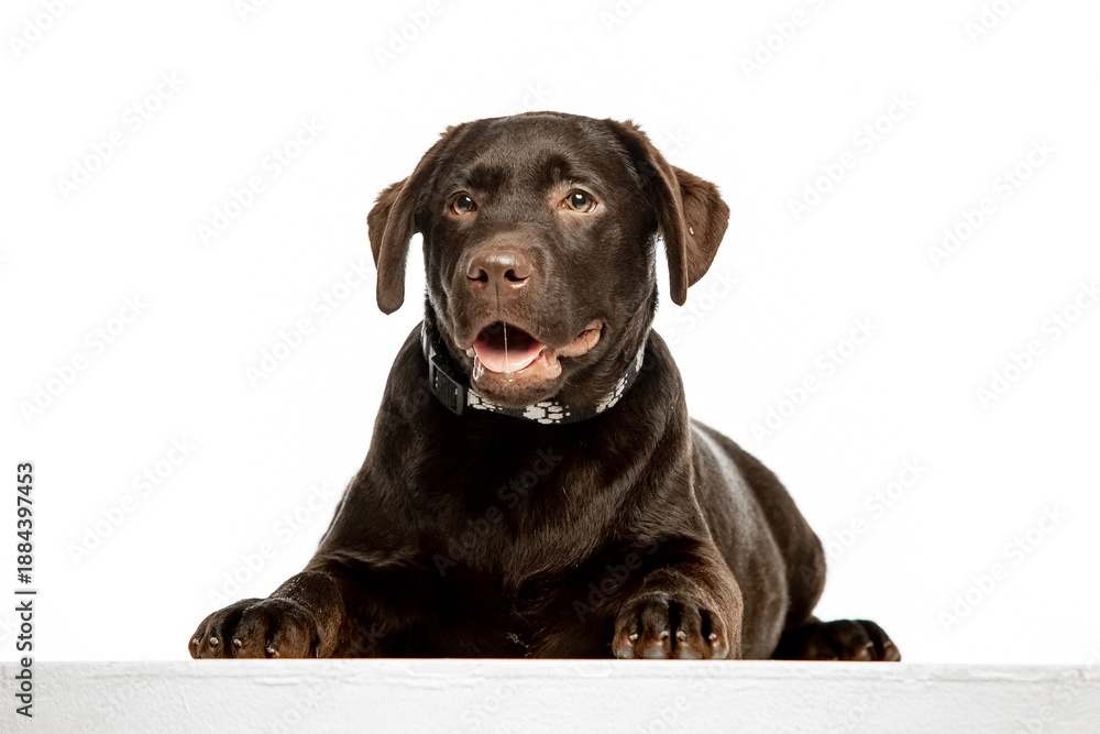 Fototapeta premium Chocolate Labrador Retriever sitting on white background, studio portrait. Friendly purebred dog looking at camera, isolated with copy space.