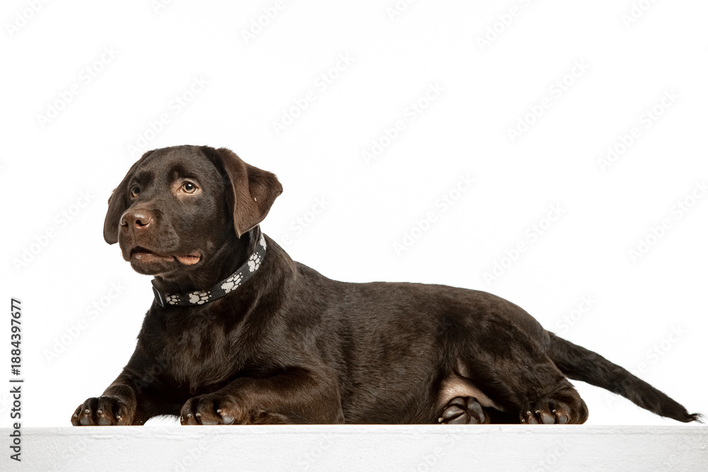 Obraz premium Chocolate Labrador Retriever sitting on white background, studio portrait. Friendly purebred dog looking at camera, isolated with copy space.