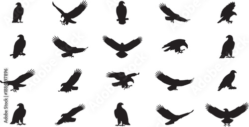 Silhouette of various eagle poses and movements on white background