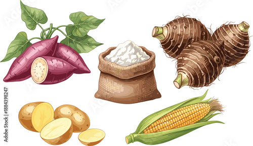 Vector set of starchy food ingredients, sweet potato, taro root, corn, potato and flour sack, isolated on white background, organic farm harvest.