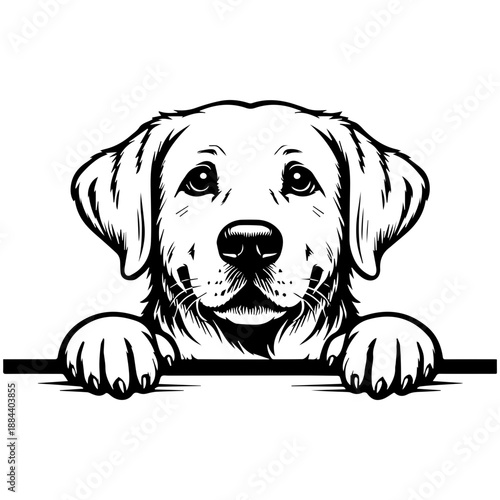 Peeking White Labrador Retriever - Cute Labrador Dog Peeking Design - Sweet Lab Face Clipart - Dog Lover Design - Playful White Lab design