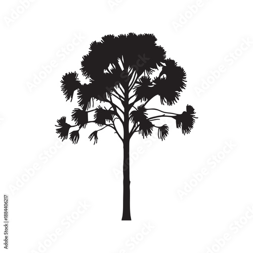 Silhouette of a Araucaria tree a distinctive evergreen plant with unique foliage isolated on a white background for natural design elements