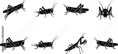 Insect silhouette set featuring grasshopper and praying mantis poses from different angles isolated on white background for wildlife, biology, nature, pest control design use