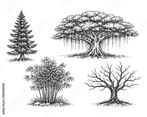 Comprehensive hand drawn line art vector illustration set of diverse trees including evergreen fir spreading banyan bamboo and a leafless winter tree.
