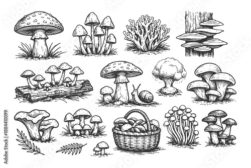 Extensive hand drawn line art vector illustration collection of various mushrooms fungi and forest toadstools growing in a mossy woodland habitat.