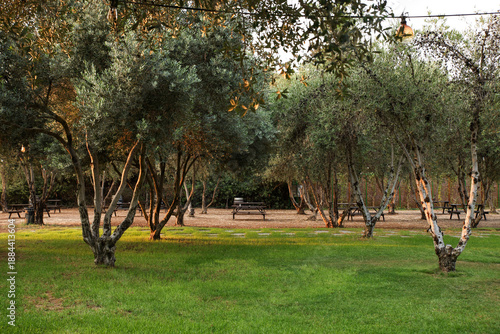 Peaceful Mediterranean Olive Grove at Golden Hour with Wooden Picnic Tables Nestled Between Rows of Mature Olive Trees and a Lush Green Lawn