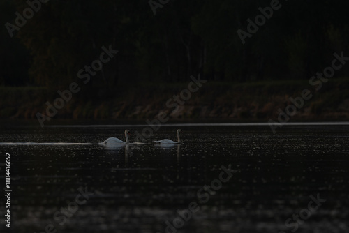 łabędzie zimą na niezamarzniętej tafli wody