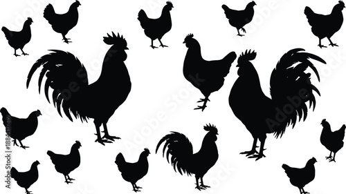 Chicken and rooster silhouettes collection showing farm poultry poses, black vector birds set isolated on white background for agriculture, livestock, farming and rural design projects