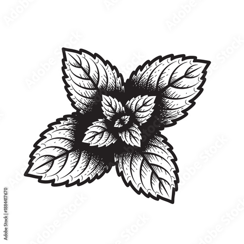 Detailed Vector Engraving Illustration of Fresh Aromatic Mint Leaves or Herbal Cluster