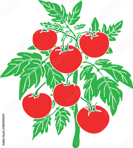 Tomato plant with big ripe red fruits and green leaves isolated on white background