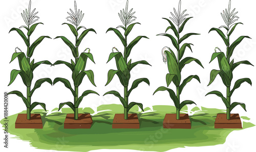 Corn plant growth stages illustration showing maize crops growing in soil, agricultural farming cycle concept isolated on white background for education and food production design