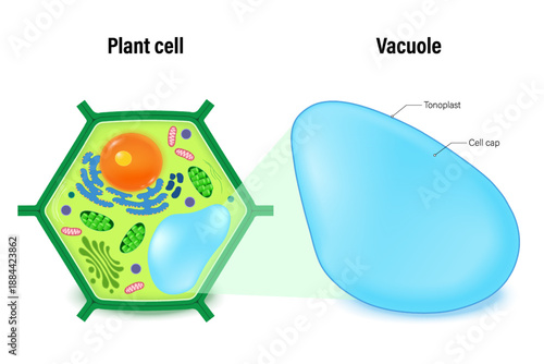 Vacuole structure and plant cell anatomy vector. Cell biology.
