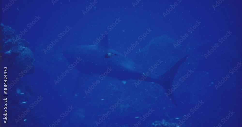 Fototapeta premium solitary shark swimming in deep ocean, silhouetted against cobalt water, fine particle cloud, distant reef shadows, slow patrol movement, cinematic moody tone,