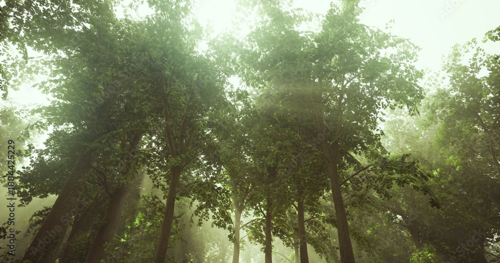Naklejka premium towering canopy trees reaching toward sky with vertical trunks and sunbeams, serene mood suited for meditation, wellness retreats and forest bathing promotions