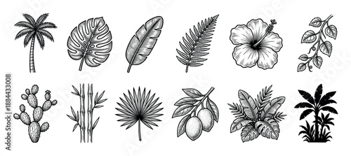 Collection of vintage tropical plant illustrations featuring a palm tree, monstera leaf, hibiscus flower, and cactus, all drawn in a detailed black and white engraving style
