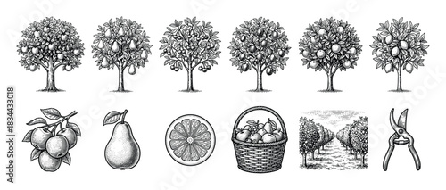 Vintage fruit tree and farming illustration set with apple, pear, orange, lemon, cherry, and plum trees, plus a basket, orchard, and shears in a black and white engraving style