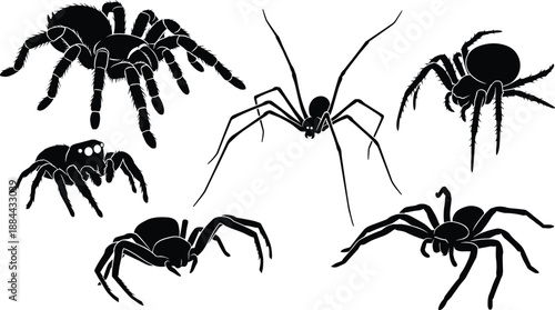 Spider silhouettes collection featuring tarantula and arachnid species poses, black vector insects set isolated on white background for wildlife, horror, biology and design projects