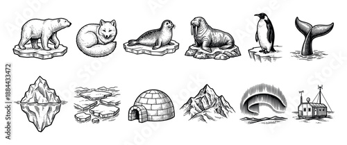Set of arctic and antarctic illustrations featuring a polar bear, fox, seal, walrus, penguin, whale tail, iceberg, igloo, and aurora in a vintage black and white engraving style