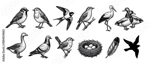 Collection of vintage bird illustrations in a detailed hand-drawn engraving style featuring a sparrow, duck, stork, swallow, pigeon, goose, nest with eggs, and feather