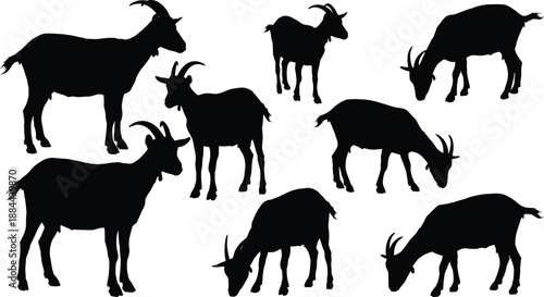Set of goat silhouettes in various grazing and standing poses, black farm animal vector illustrations isolated on white background for agriculture, livestock and rural design projects