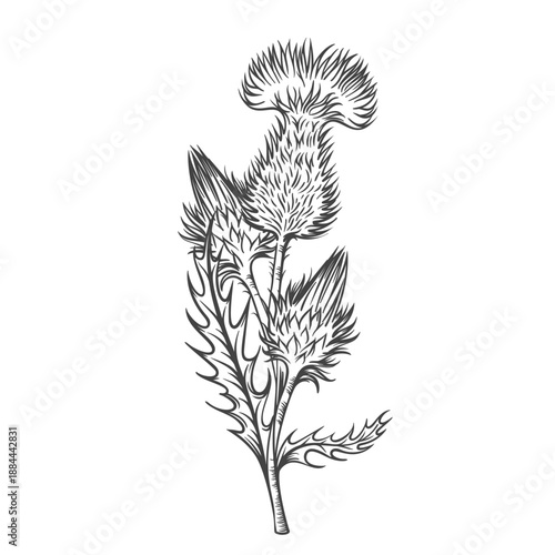 Εκτύπωση καμβά Thistle botanical illustration with spiny leaves and textured flower head, drawn in detailed vintage engraving style