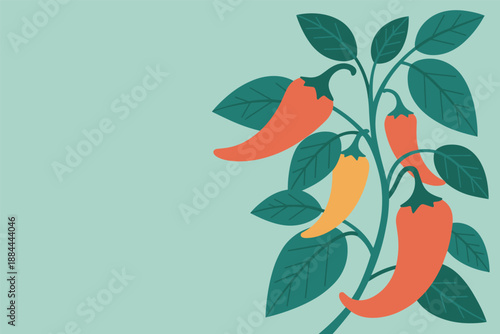 Chili Pepper Plant with Fresh Peppers, home gardening concept