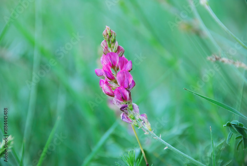 Wallpaper Mural A pink buttercup flower in focus on a green meadow. A nature photograph with vivid colors and shallow depth of field. Torontodigital.ca