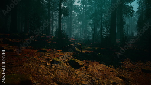 Fotografie Dark green forest floor with scattered leaves and deep shadows, silent mossy gro