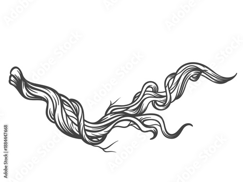 Vintage botanical engraved branch with twisted stem and flowing lines. Botanical element in antique engraving style, hand drawn outline with detailed curves. Outline vector illustration