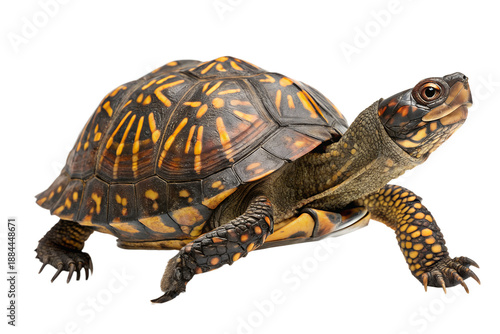 Box turtle isolated on transparent background