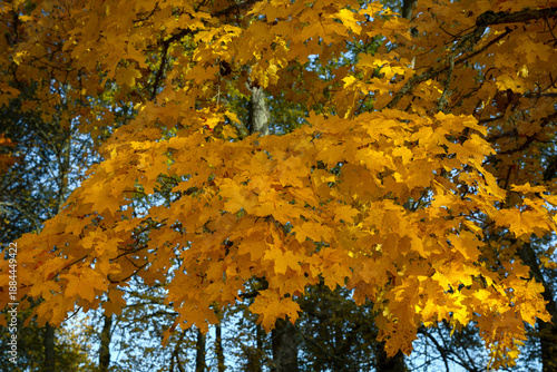 Yellow maple leaves close-up. Golden autumn
