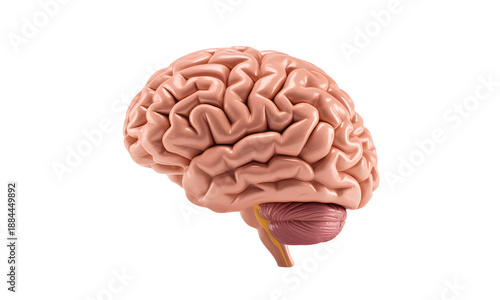 A detailed illustration of a human brain on a transparent background