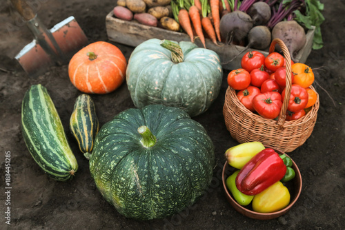 Wallpaper Mural Autumn vegetables Harvest in garden. Freshly harvested carrot, beetroot, pumpkin, zucchini, tomato, pepper and potato on soil ground in garden close up Torontodigital.ca