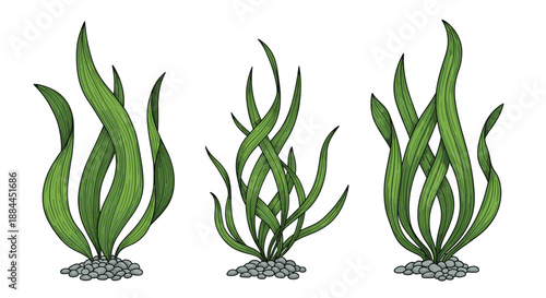 Detailed illustration of several types of green underwater seaweed plants growing on small grey pebbles.