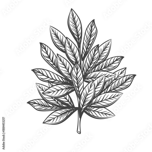 Laurel leaves branch with elongated pointed foliage, classic botanical form in vintage engraving style. Laurel leaf, bay laurel plant, natural foliage illustration. Vector illustration.