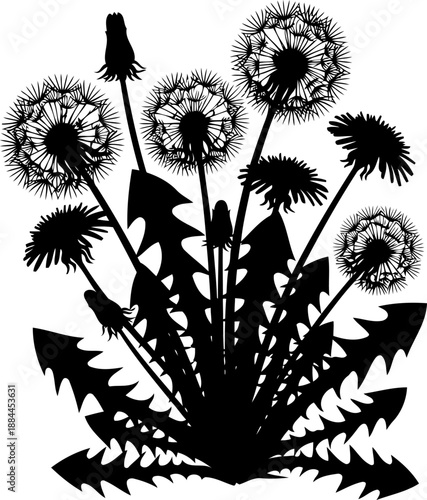 Dandelion plant with flowers seed heads and jagged leaves silhouette vector