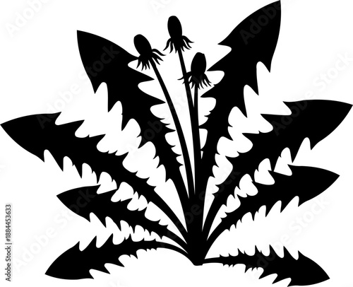 Dandelion plant with jagged leaves and closed buds silhouette vector