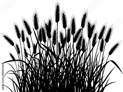 Detailed wheat field silhouette with ripe ears vector