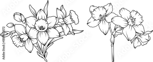 Hand drawn daffodil flower bouquets in detailed line art style, spring botanical floral arrangements with silhouette narcissus blossoms buds and leaves illustration