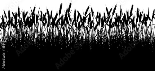 Field of mature wheat stalks with heavy grain heads silhouette vector