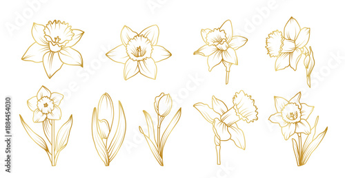 Hand drawn daffodil flower set in elegant line art style, spring botanical floral collection with narcissus blooms, buds and leaves illustration