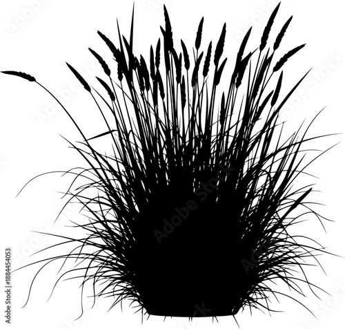 Feathery ornamental field grass with seed heads silhouette vector