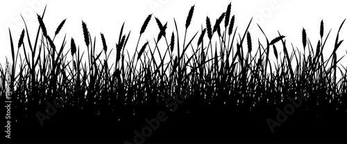 Field border of wild grass and wheat stalks silhouette vector
