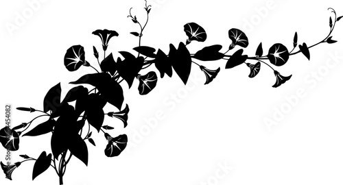 Flowering vine with morning glory trumpet flowers and leaves silhouette vector