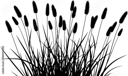 Foxtail grass stalks with fuzzy seed heads silhouette vector