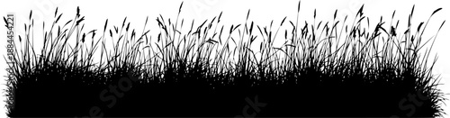 Horizontal border of wild meadow grass silhouette vector