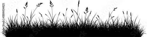 Low wild grass patch silhouette vector graphic